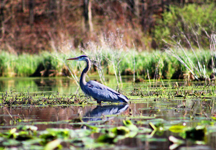 Wetlands context body